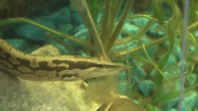 Мастацембелус панцирный Mastacembelus Armatus