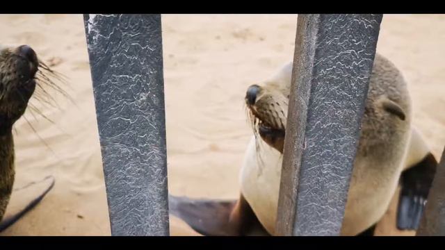 STINKY Cape Cross SEAL COLONY of NAMIBIA by Adeyto & Huawei P20 PRO смотреть онлайн