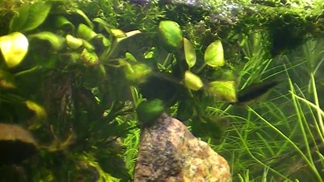 #Aquarium. Аквариум 60 литров.