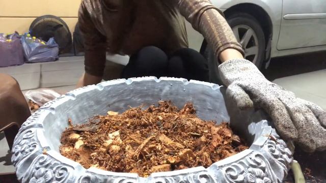 พรมญี่ปุ่น ต้นไม้ใบสวย วิธีเปลี่ยนกระถางจากร้านสู่บ้าน смотреть онлайн
