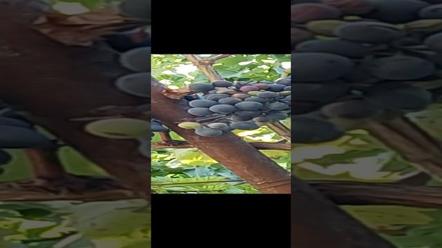 ОСЕНЬ ВИНОГРАД ЧЁРНОКРЫМСКИЙ смотреть онлайн