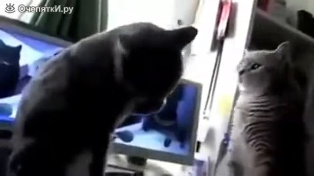 Кошачья считалочка на немецком смотреть онлайн