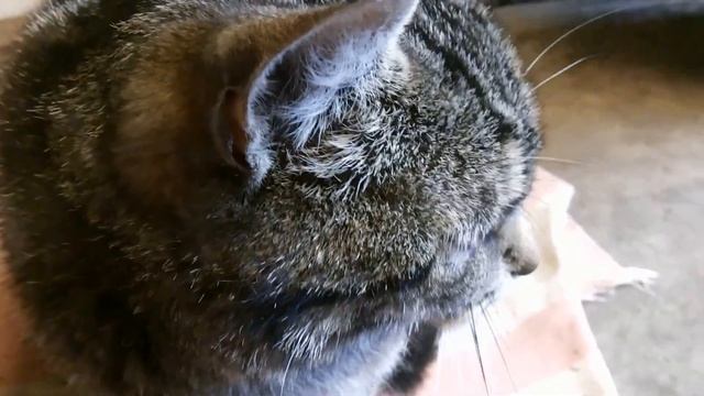 "Енот" на охране автомобильного гаража смотреть онлайн