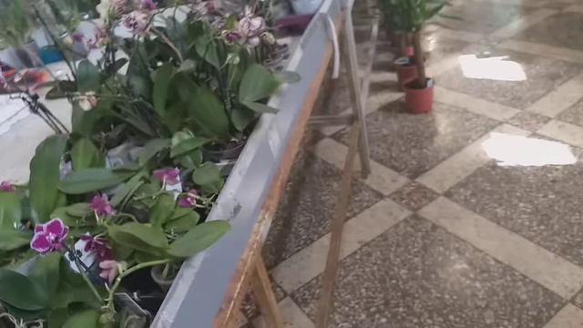 Орхидеи в Садовом Центре "Долина Роз".🌹🌺🌹🌺🌹🌺🌹🌺 смотреть онлайн