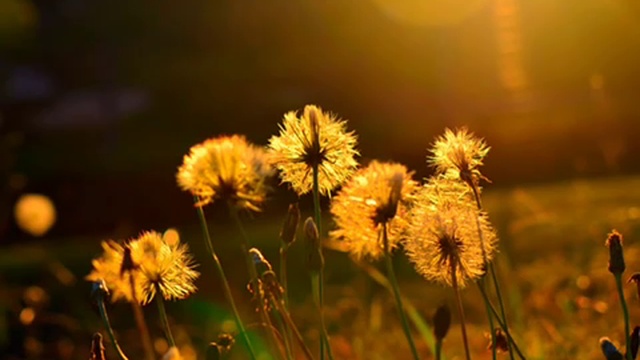 London Starlight Orchestra - And I Love Her смотреть онлайн