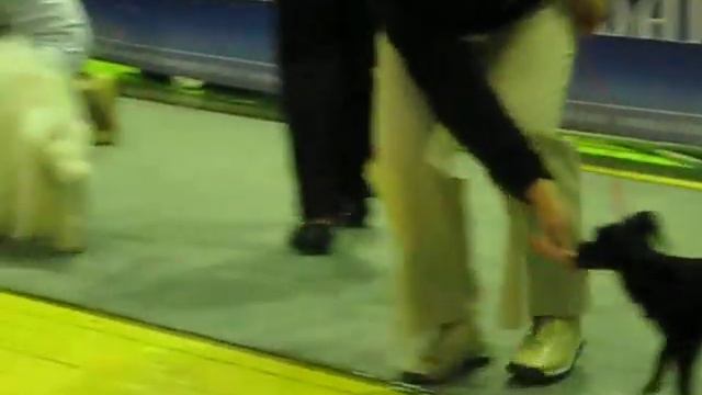 Бэст 9-й группы Всероссийская выставка собак всех пород ранга Чемпион ФФСС 15.09.13.