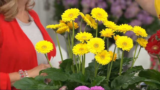 Roberta's 4-piece Sweeter than Sweet Hardy Gerber Daisies on QVC смотреть онлайн