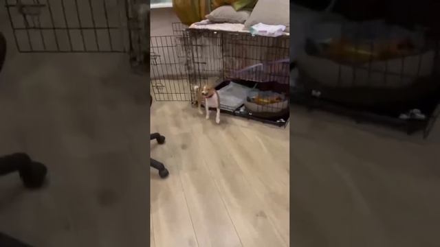 Как приучить щенка к поводку? смотреть онлайн