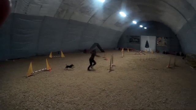 бордер терьер Флэш аджилити смотреть онлайн