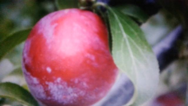 Листья сливы:полезные свойства и применение. смотреть онлайн