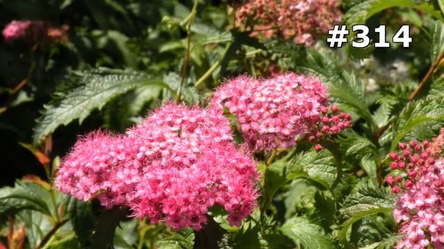 #314. Цветы и растения - очень яркие цветы смотреть онлайн