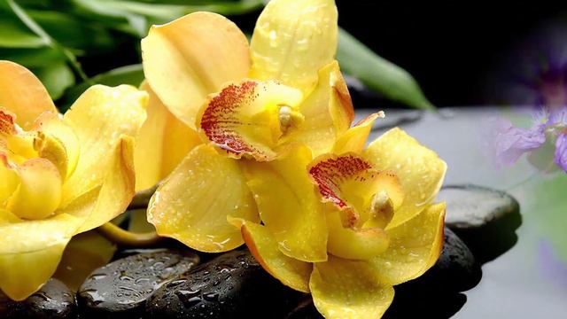 Красивая музыка для души! Неземная музыка Сергей Грищук уносит вдаль к мечтам! Волшебной весны смотреть онлайн