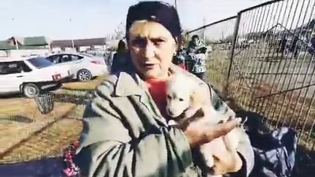 Стая собак провожает спасёных хвостиков на пристройство смотреть онлайн