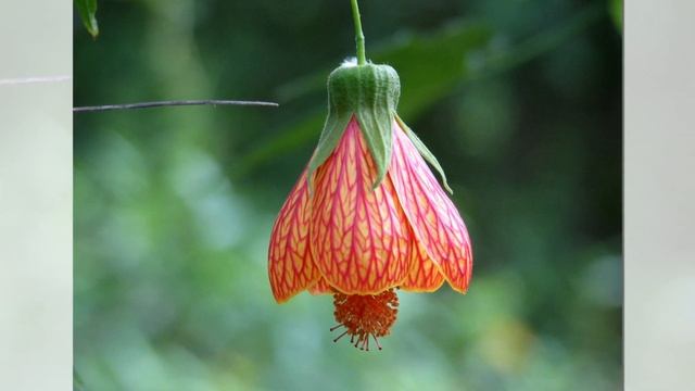 Abutilon (flowering maple) - large genus of flowering plants in the mallow family смотреть онлайн