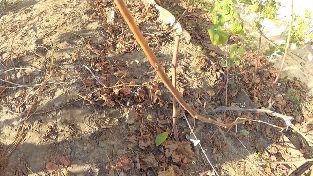 Обрезка винограда сорта Забава смотреть онлайн