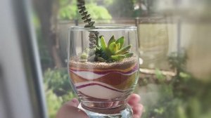 Флорариум из суккулентов в бокале с цветным песком.