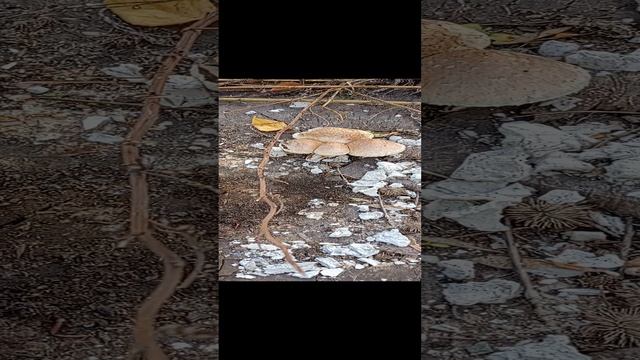 волшебные грибочки смотреть онлайн