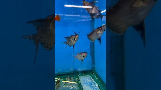Сомы Перевёртыши смотреть онлайн