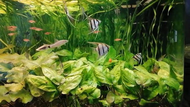 Скалярии Рио Нанай. Прошло почти два месяца. смотреть онлайн