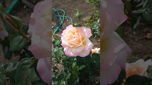 Чайно-гибридная роза Глория дей. Сентябрь 2022г. смотреть онлайн