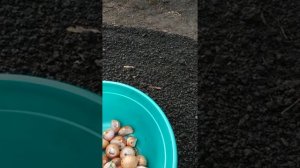 Старорусский красный крупный многозачаточный лук! Чем ?хорош? Метод!