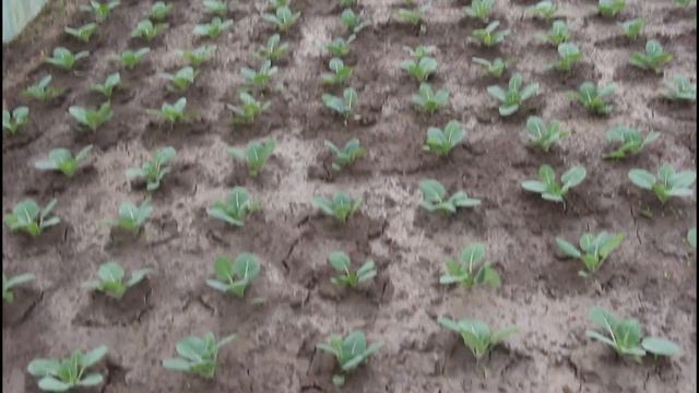 Ранняя капуста.Обзор. смотреть онлайн