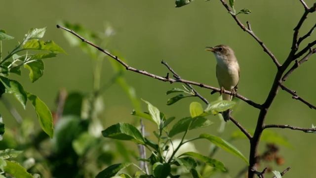 Болотная камышевка. Marsh warbler смотреть онлайн
