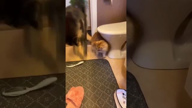 Кошачья паника