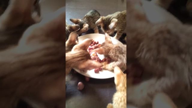 Котята Оцикет. Обед в питомнике смотреть онлайн