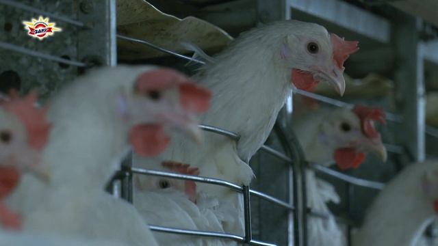 Совхоз-комбинат «Заря» реализует населению кур-несушек смотреть онлайн