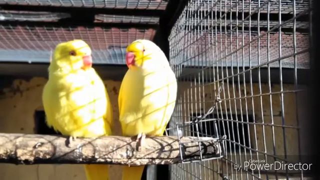 Живой мир в фото смотреть онлайн