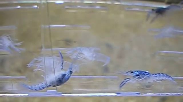 Little Cherax albidus (Blue pearl) смотреть онлайн