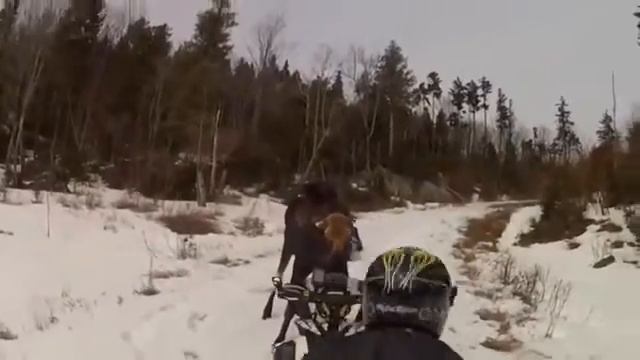 Встреча с лосем смотреть онлайн