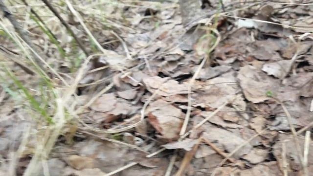 Где и когда искать сморчки? Первые весенние грибы в Подмосковье. смотреть онлайн