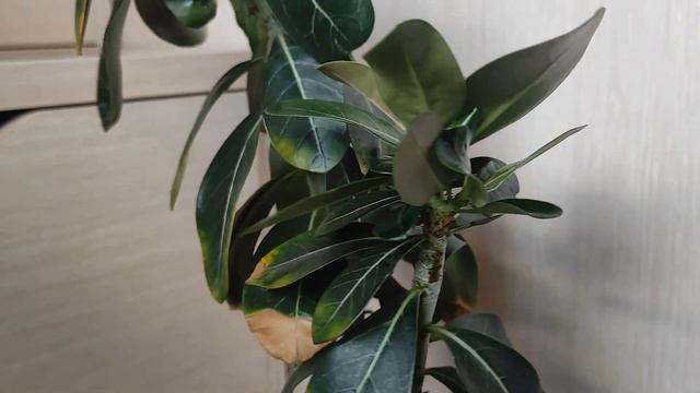 АДЕНИУМ очередная НОВИНКА #адениум #bonsai #adenium смотреть онлайн