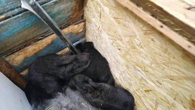 Подрастает поколение,но их много и куда всех....?(проблема) смотреть онлайн