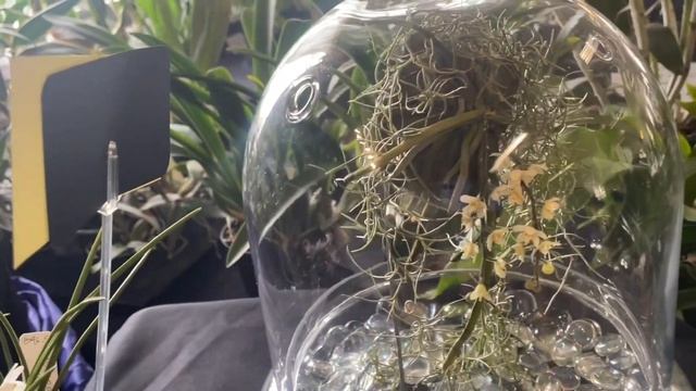 Oregon Orchid Society Show and Sale смотреть онлайн