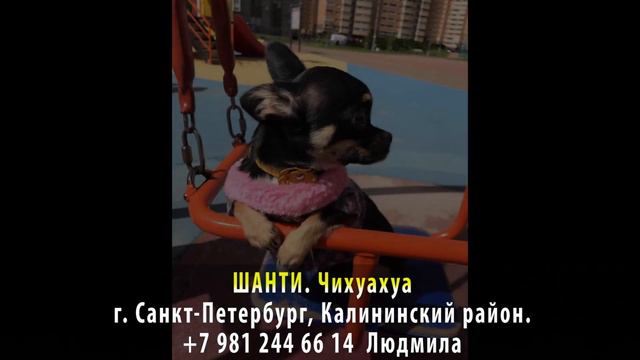 Пропала собака! ШАНТИ. Чихуахуа. г. Санкт-Петерург, Калиниский район