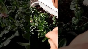 Калибрахоа - надо ли прищипывать?