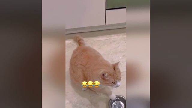 Этот кот голодным никогда не останется).