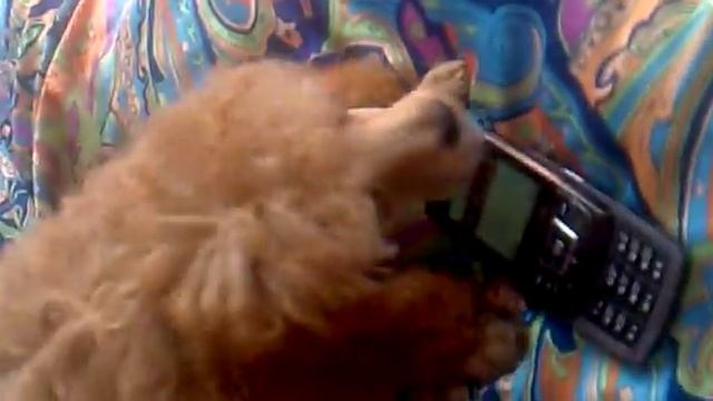 маленький пудель смотреть онлайн