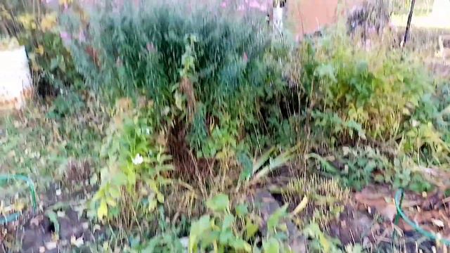 подготовка цветников к зиме. часть 1. смотреть онлайн