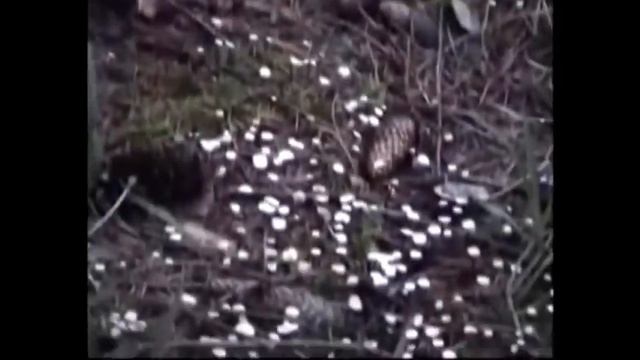 Грибы рядовки. Рядовка фиолетовая. Рядовка дымчатая.