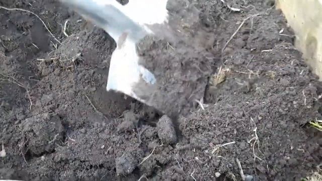 Картофель в коробе 2 и 3/Выкопка/Эксперимент смотреть онлайн