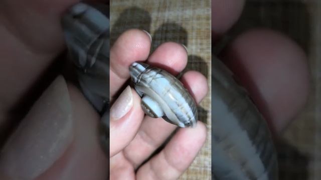 Бусина дзи 3 D Черепаха/Божье Око #Shorts смотреть онлайн