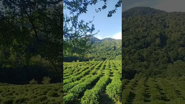 Чайные Поля смотреть онлайн