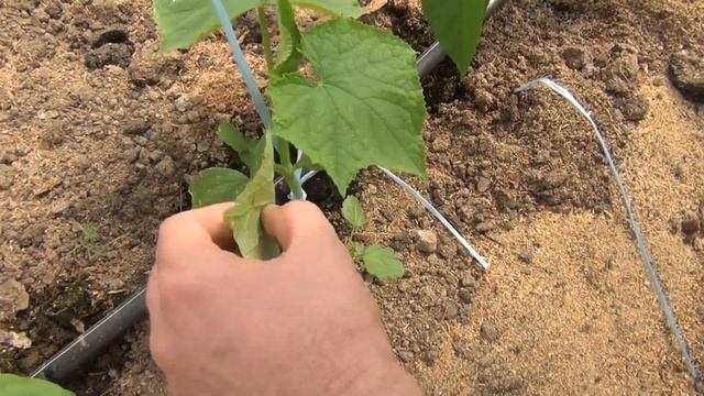 КУБОВИДНЫЕ ПЕРЦЫ ВСЕГДА В ПЛЮСЕ! ТЕХНОЛОГИЯ ВЫРАЩИВАНИЯ ПЕРЦА В ТЕПЛИЦЕ / 2-серия (31-05-2019) смотреть онлайн