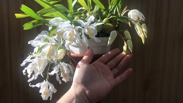 Coelogyne cristata (целогина гребенчатая) смотреть онлайн