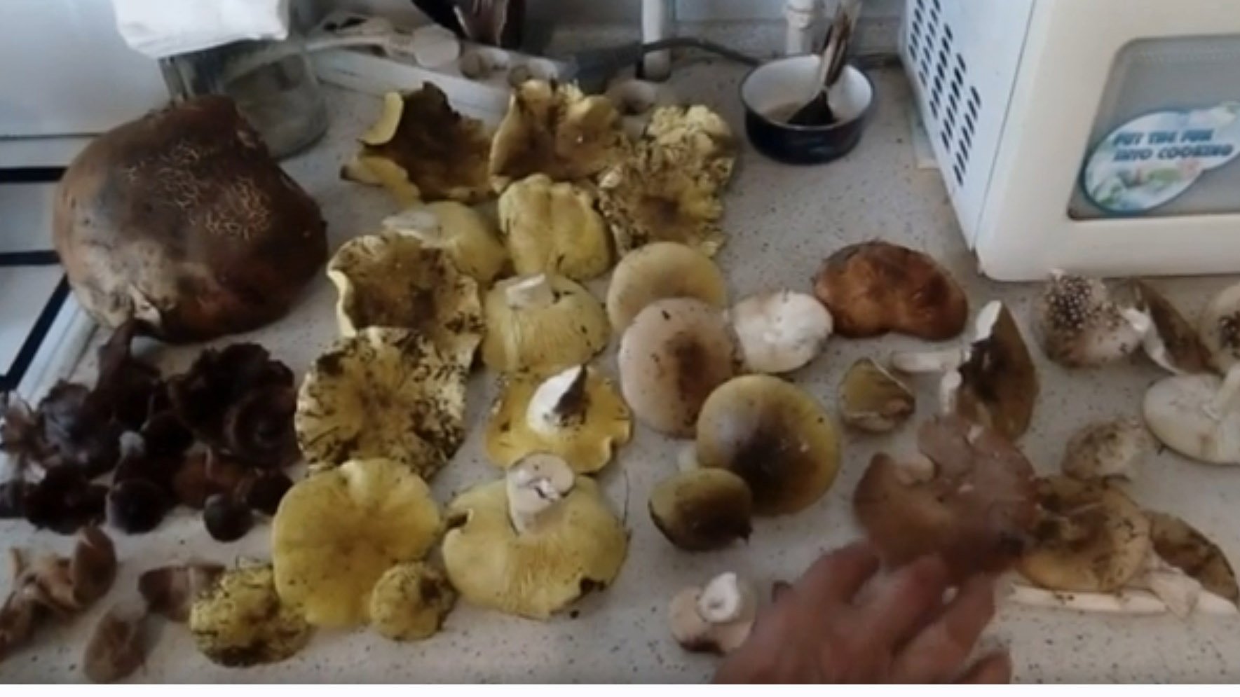 Масленок гигант: большой гриб в нашем лукошке! 27 сентября 2021 года. смотреть онлайн