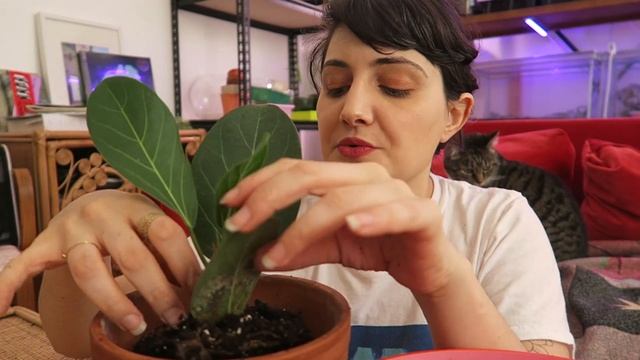 FICUS AUDREY repotting and care guide! смотреть онлайн